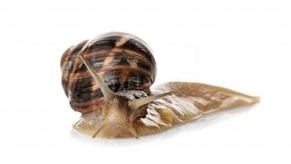 The intensitiba snail contains mucin