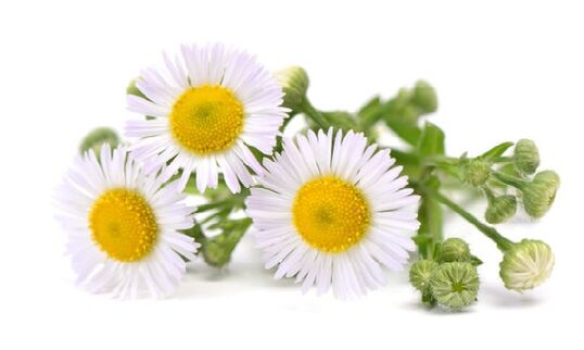 The intensity contains a chamomile extract